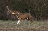 AMSTAFF ADULT 376